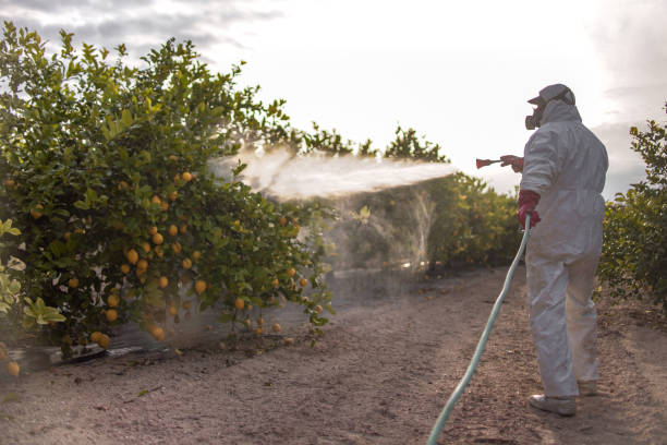 Best Exterminator Services  in Olton, TX