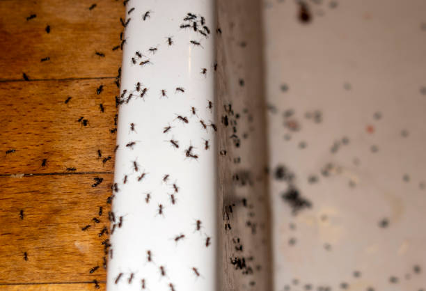 Best Pest Prevention Services  in Olton, TX
