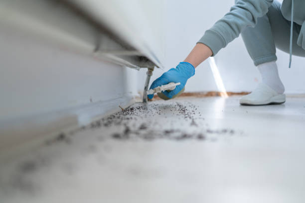 Best Rat Extermination Near Me  in Olton, TX